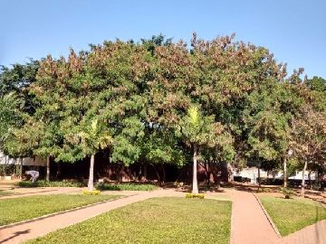 Paisagismo 