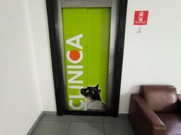 Elevadores 